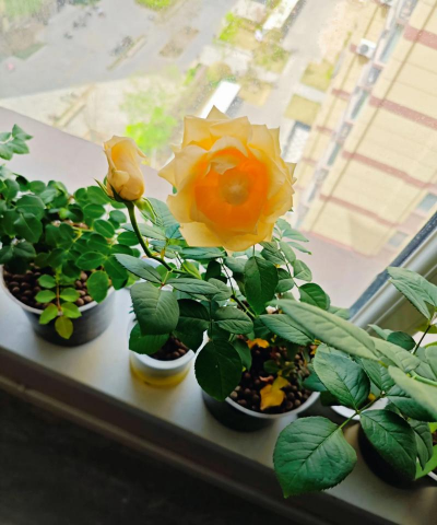 家庭养花用生根粉