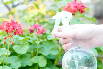 家庭养花用生根粉