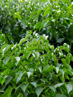 重阳木叫什么树