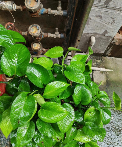 用树叶杂草养花