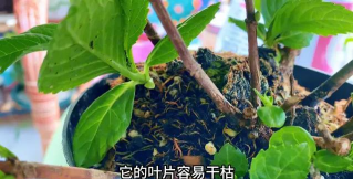 家庭养花用生根粉