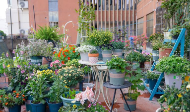 家庭养花用生根粉