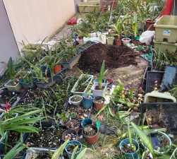 家庭养花用生根粉