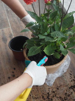 家庭养花用生根粉