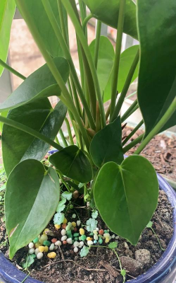 家庭养花用生根粉