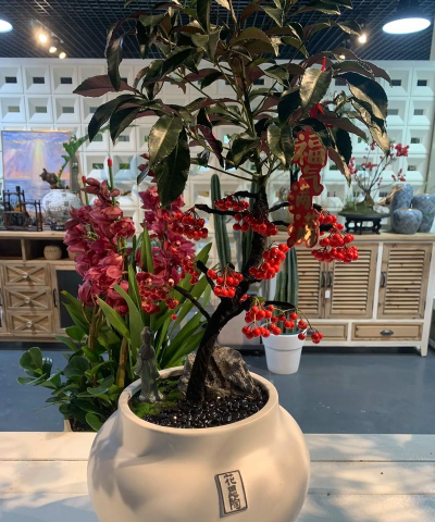 家庭养花用生根粉