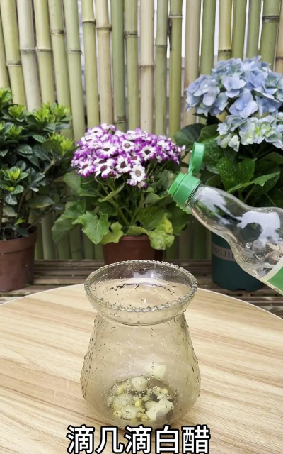 家庭养花用生根粉