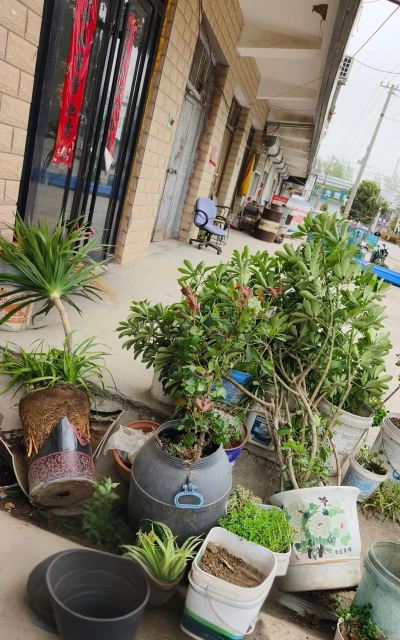 家庭养花用生根粉