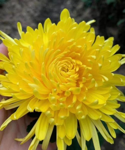 金丝皇菊花养花