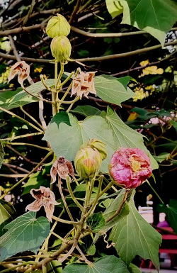 腐烂的柳树养花