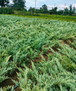 沙地柏是什么科