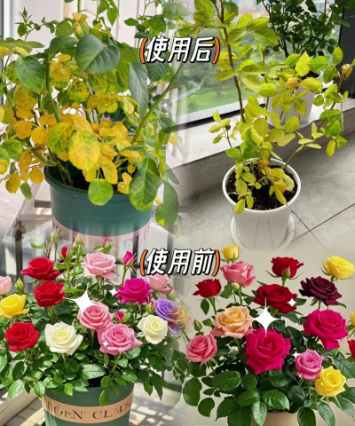 家庭养花用生根粉