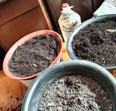 家庭养花用生根粉