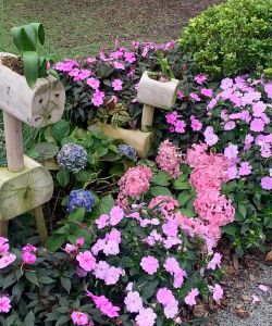 家庭养花用生根粉