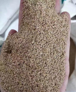 草坪的种子是什么