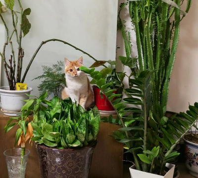 家庭养花用生根粉