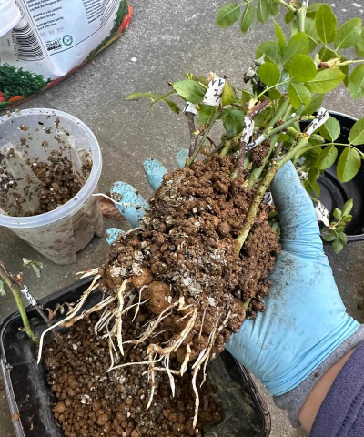 家庭养花用生根粉