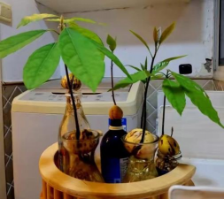 家庭养花用生根粉