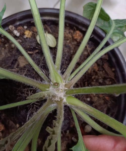 家庭养花用生根粉