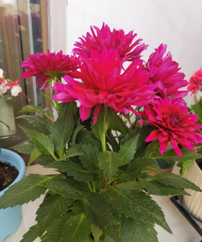 家庭养花用生根粉