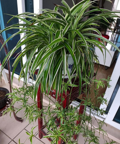 家庭养花用生根粉