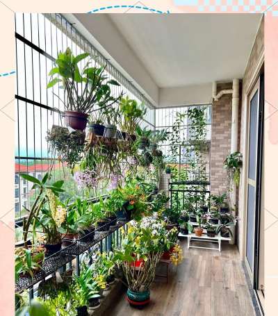 家庭养花用生根粉