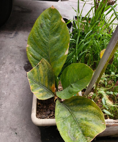 家庭养花用生根粉