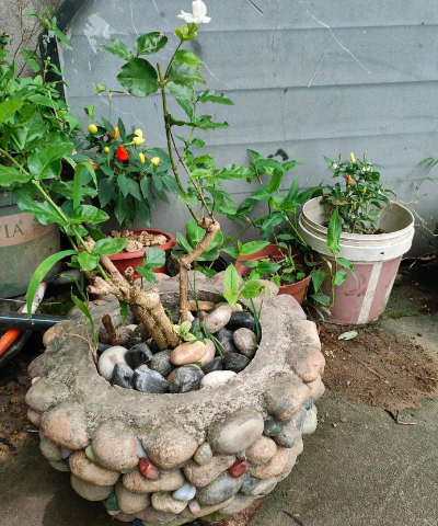 家庭养花用生根粉