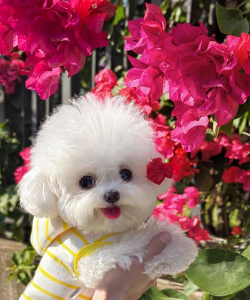 狗子可以养花吗