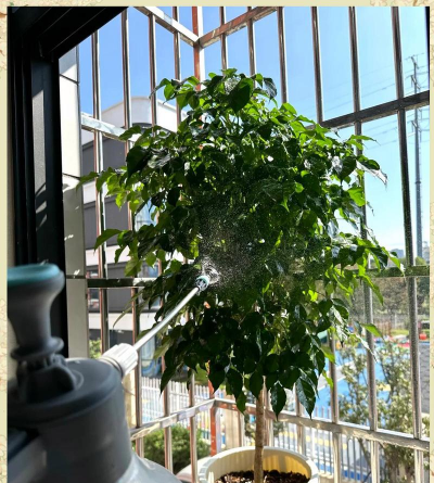 家庭养花用生根粉