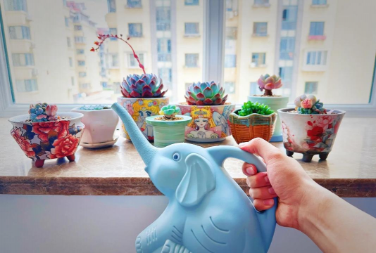 家庭养花用生根粉