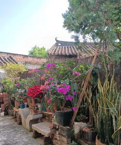 家庭养花用生根粉