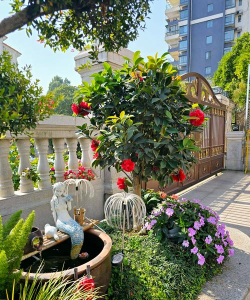 家庭养花用生根粉