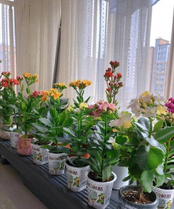 家庭养花用生根粉