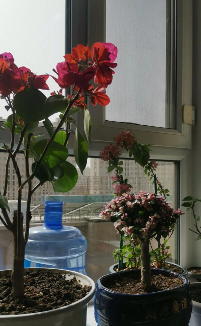 家庭养花用生根粉