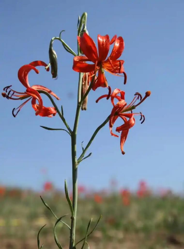 山丹养花土免费