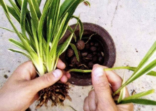 家庭养花用生根粉