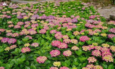 沙坪坝租地养花