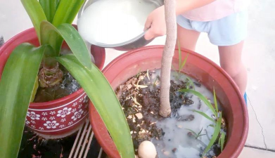 家庭养花用生根粉