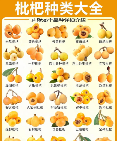 水果别名叫什么