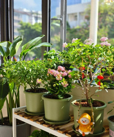 家庭养花用生根粉