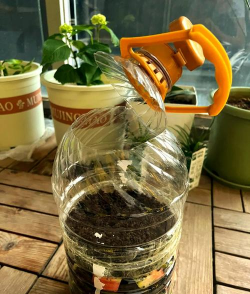 家庭养花用生根粉