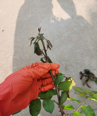 养花怎么防马蜂