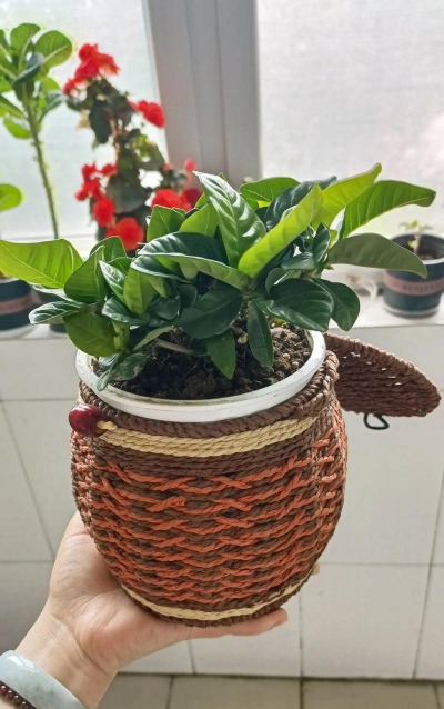 家庭养花用生根粉