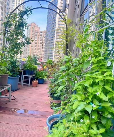 家庭养花用生根粉