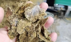 棉籽豆粕怎么养花