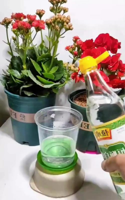 家庭养花用生根粉