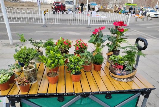 家庭养花用生根粉