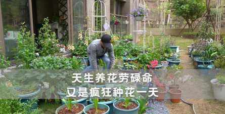 家庭养花用生根粉