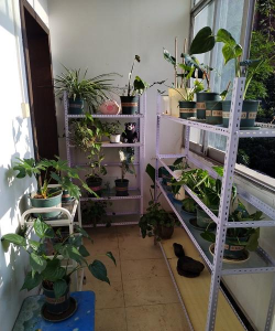 家庭养花用生根粉